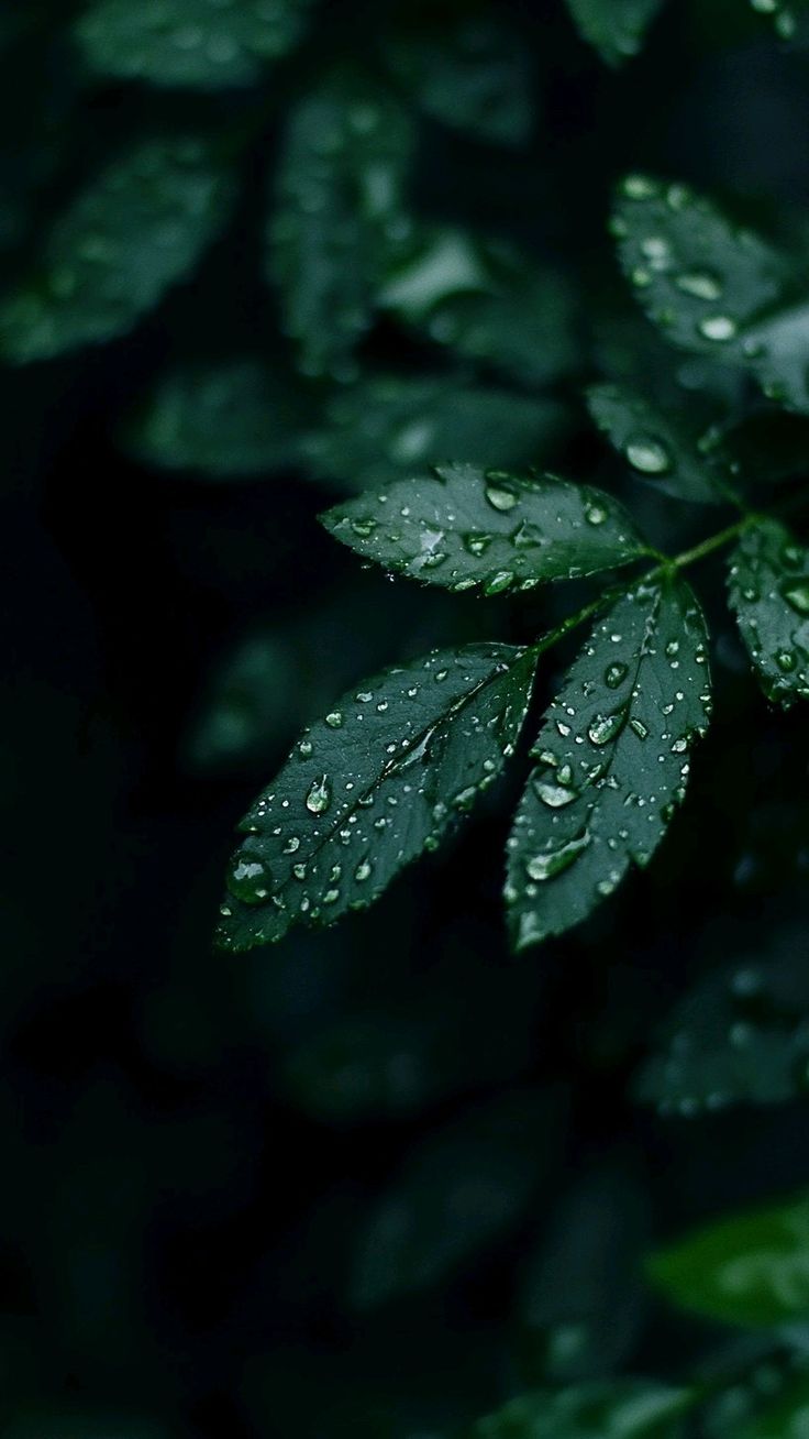 Background Image 1