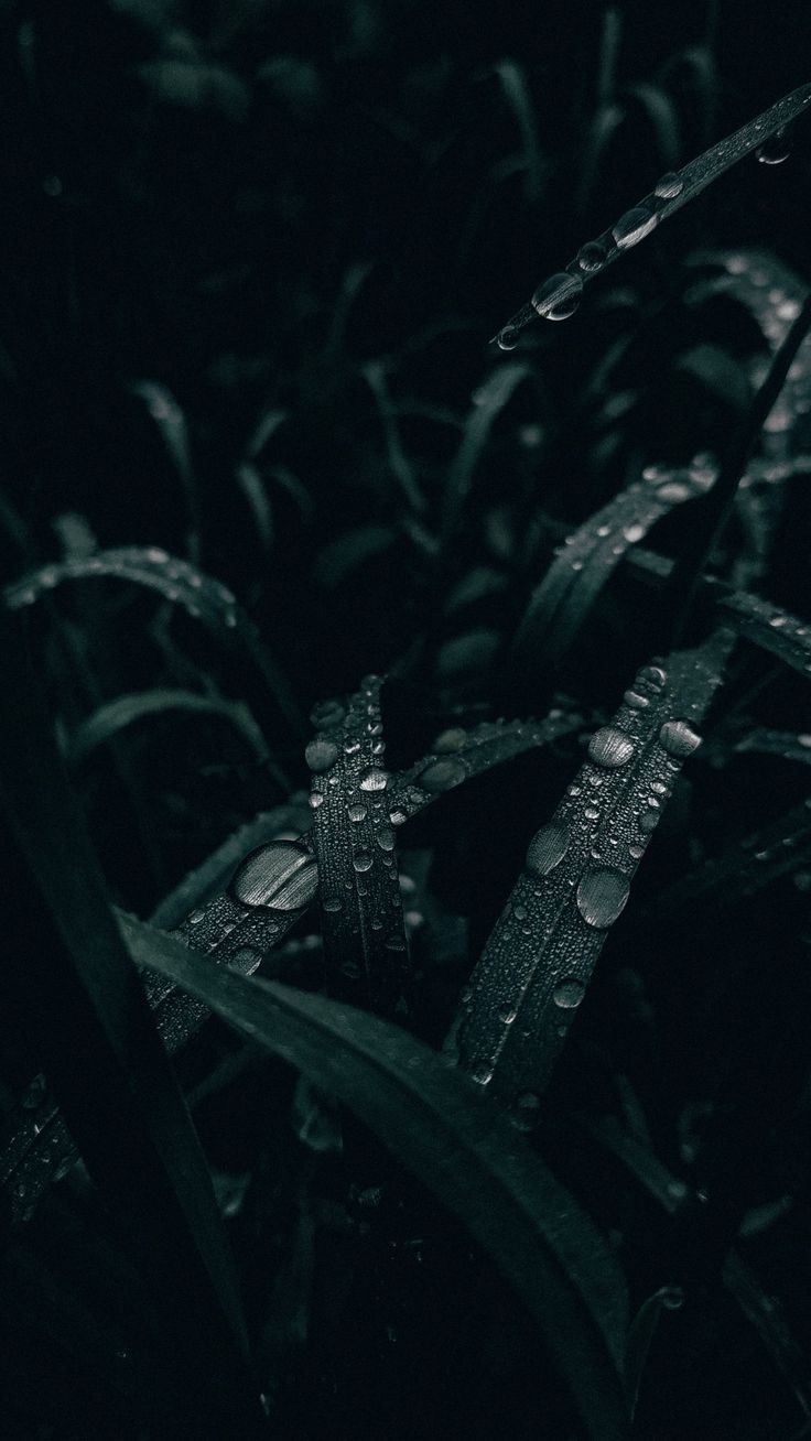 Background Image 1